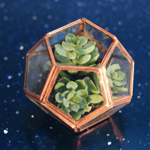 Mini Dodehecadron Planter